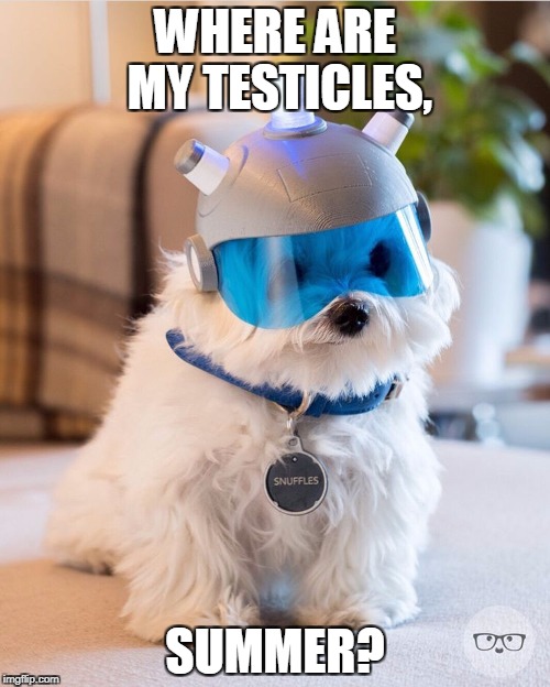 WHERE ARE MY TESTICLES, SUMMER? | image tagged in snuffles,AdviceAnimals | made w/ Imgflip meme maker