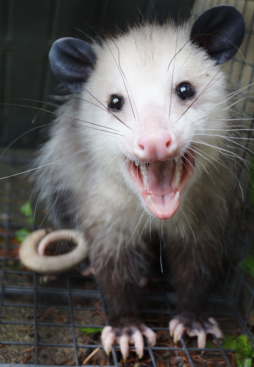 High Quality Possum  Blank Meme Template