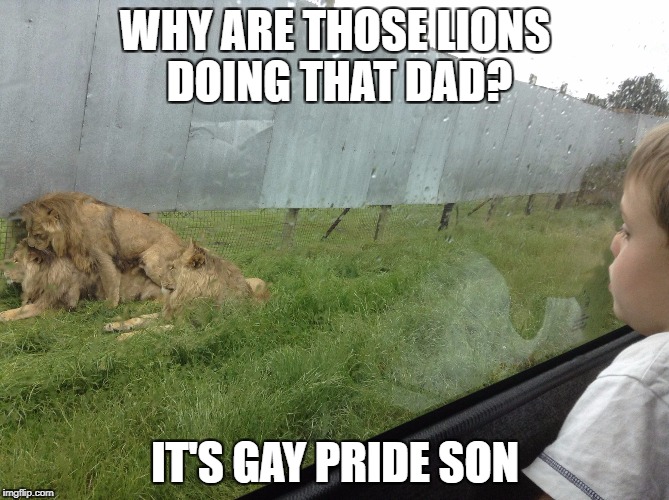 Gay Pride | WHY ARE THOSE LIONS DOING THAT DAD? IT'S GAY PRIDE SON | image tagged in gay pride,lion | made w/ Imgflip meme maker