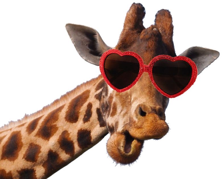 High Quality Giraffe in Sunglasses Blank Meme Template