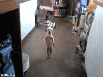 Dancing Dog!!!! | image tagged in gifs,dog | made w/ Imgflip video-to-gif maker