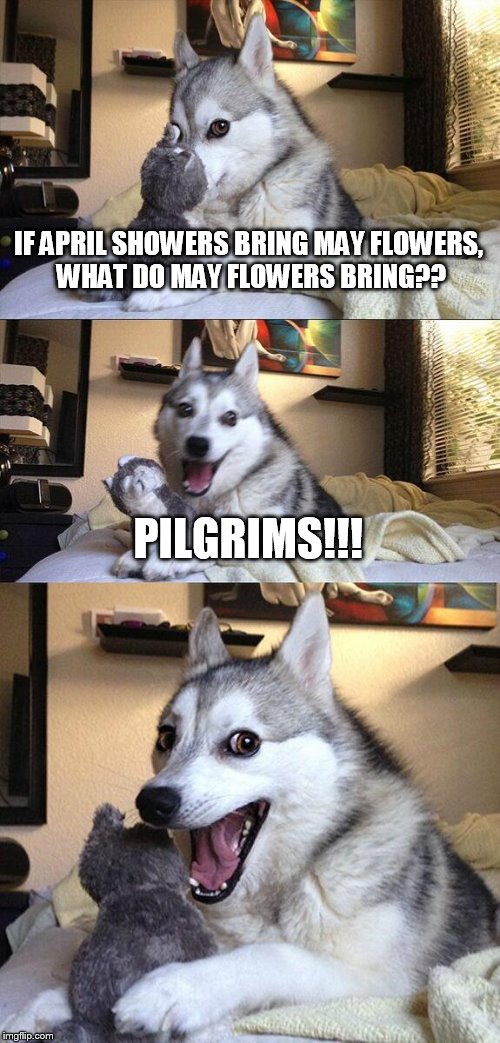 Thanksgiving Month | IF APRIL SHOWERS BRING MAY FLOWERS, WHAT DO MAY FLOWERS BRING?? PILGRIMS!!! | image tagged in memes,bad pun dog,dad joke,funny,pilgrims,thanksgiving | made w/ Imgflip meme maker