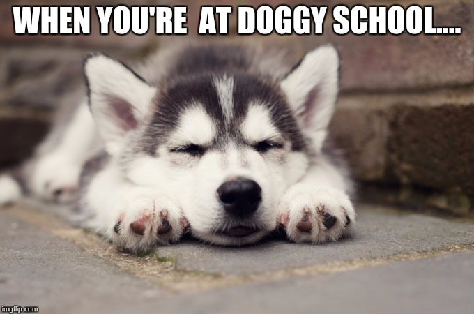  WHEN YOU'RE  AT DOGGY SCHOOL.... | image tagged in bobby | made w/ Imgflip meme maker