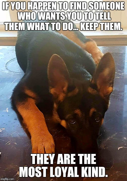 The most loyal kind  |  IF YOU HAPPEN TO FIND SOMEONE WHO WANTS YOU TO TELL THEM WHAT TO DO... KEEP THEM. THEY ARE THE MOST LOYAL KIND. | image tagged in loyalty,german shepherd | made w/ Imgflip meme maker