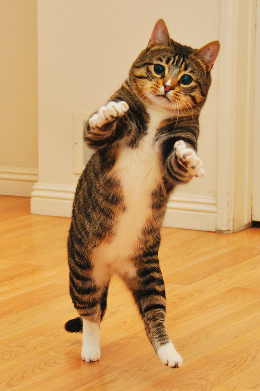 Dancing Cat Blank Template Imgflip