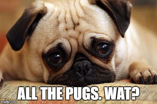sad pug | ALL THE PUGS. WAT? | image tagged in sad pug | made w/ Imgflip meme maker