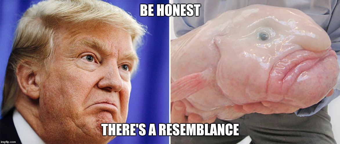 Be honest... | BE HONEST; THERE'S A RESEMBLANCE | image tagged in memes,donald trump,blobfish | made w/ Imgflip meme maker