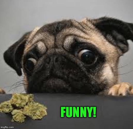 Pug weed | FUNNY! | image tagged in pug weed | made w/ Imgflip meme maker