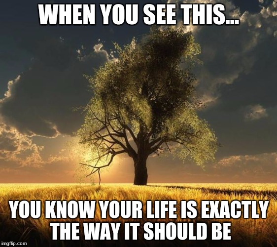 Tree of Life | WHEN YOU SEE THIS... YOU KNOW YOUR LIFE IS EXACTLY THE WAY IT SHOULD BE | image tagged in tree of life | made w/ Imgflip meme maker