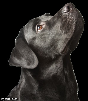 Perro negro bello | image tagged in perro,belleza | made w/ Imgflip meme maker