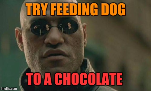 Matrix Morpheus Meme | TRY FEEDING DOG TO A CHOCOLATE | image tagged in memes,matrix morpheus | made w/ Imgflip meme maker