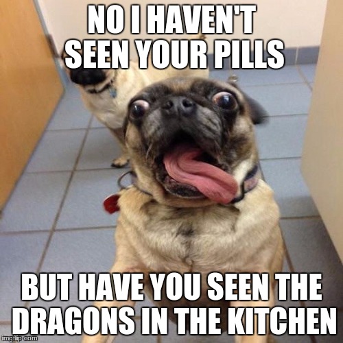 Excited dog | NO I HAVEN'T SEEN YOUR PILLS; BUT HAVE YOU SEEN THE DRAGONS IN THE KITCHEN | image tagged in excited dog | made w/ Imgflip meme maker