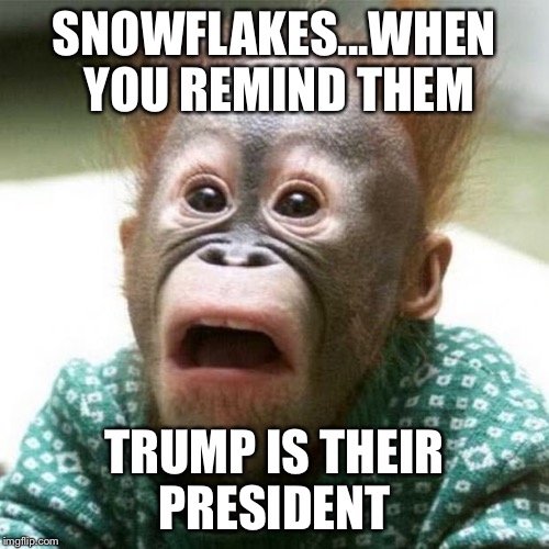 Shocked Snowflakes  | SNOWFLAKES...WHEN YOU REMIND THEM; TRUMP IS THEIR PRESIDENT | image tagged in shocked monkey | made w/ Imgflip meme maker