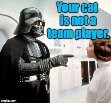 Your cat is not a team player. | made w/ Imgflip meme maker