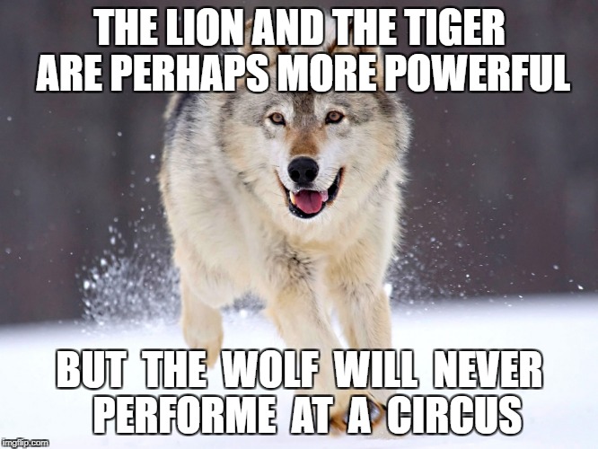 The Superior Arctic Wolf | THE LION AND THE TIGER ARE PERHAPS MORE POWERFUL; BUT  THE  WOLF  WILL  NEVER  PERFORME  AT  A  CIRCUS | image tagged in wolf,pride,vs,knowthyself | made w/ Imgflip meme maker