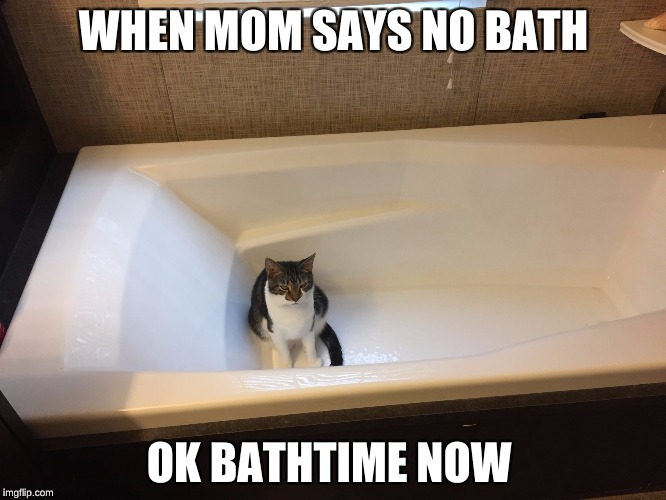Bathtub cat | WHEN MOM SAYS NO BATH; OK BATHTIME NOW | image tagged in bathtub cat | made w/ Imgflip meme maker