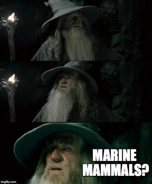 Confused Gandalf Meme | MARINE MAMMALS? | image tagged in memes,confused gandalf | made w/ Imgflip meme maker