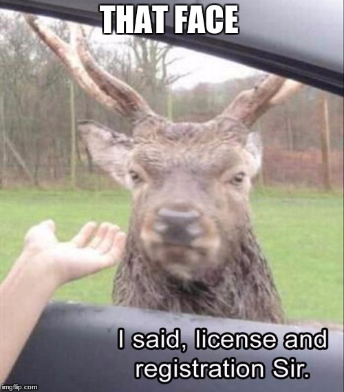 THAT FACE | image tagged in deer,funny,truth | made w/ Imgflip meme maker