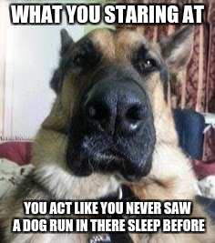 WHAT YOU STARING AT YOU ACT LIKE YOU NEVER SAW A DOG RUN IN THERE SLEEP BEFORE | made w/ Imgflip meme maker