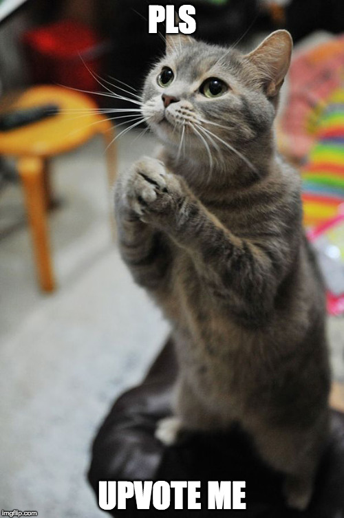 Begging Cat |  PLS; UPVOTE ME | image tagged in begging cat | made w/ Imgflip meme maker
