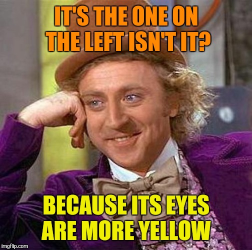 Creepy Condescending Wonka Meme | IT'S THE ONE ON THE LEFT ISN'T IT? BECAUSE ITS EYES ARE MORE YELLOW | image tagged in memes,creepy condescending wonka | made w/ Imgflip meme maker