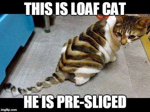 THIS IS LOAF CAT; HE IS PRE-SLICED | image tagged in loaf cat | made w/ Imgflip meme maker