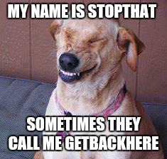 funny dog | MY NAME IS STOPTHAT; SOMETIMES THEY CALL ME GETBACKHERE | image tagged in funny dog | made w/ Imgflip meme maker