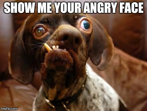 UGLY DOG |  SHOW ME YOUR ANGRY FACE | image tagged in ugly dog | made w/ Imgflip meme maker