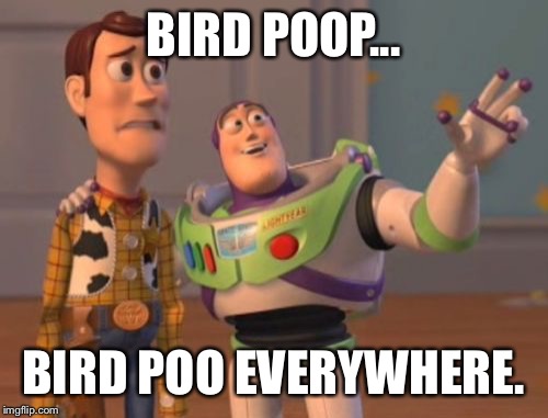 X, X Everywhere | BIRD POOP... BIRD POO EVERYWHERE. | image tagged in memes,x x everywhere | made w/ Imgflip meme maker