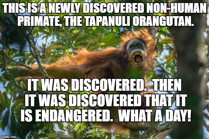 tapanuli | THIS IS A NEWLY DISCOVERED NON-HUMAN PRIMATE, THE TAPANULI ORANGUTAN. IT WAS DISCOVERED.  THEN IT WAS DISCOVERED THAT IT IS ENDANGERED.  WHAT A DAY! | image tagged in orangutan | made w/ Imgflip meme maker