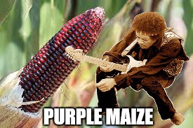 Another corny meme | PURPLE MAIZE | image tagged in memes,purple haze,jimi hendrix,purple maize,funny memes | made w/ Imgflip meme maker