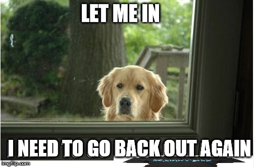 Woof woof. | LET ME IN; I NEED TO GO BACK OUT AGAIN | image tagged in doggy wants in,memes to play,dogs,funny,meme,fun e | made w/ Imgflip meme maker