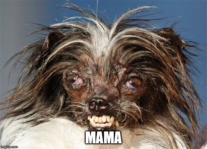 ugly dog | MAMA | image tagged in ugly dog | made w/ Imgflip meme maker