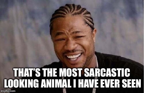 Yo Dawg Heard You Meme | THAT’S THE MOST SARCASTIC LOOKING ANIMAL I HAVE EVER SEEN | image tagged in memes,yo dawg heard you | made w/ Imgflip meme maker