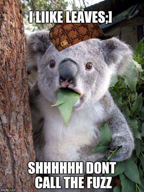 Surprised Koala | I LIIKE LEAVES;]; SHHHHHH DONT CALL THE FUZZ | image tagged in memes,surprised koala,scumbag | made w/ Imgflip meme maker