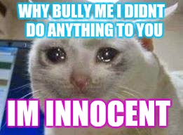 cat crying | WHY BULLY ME I DIDNT  DO ANYTHING TO YOU; IM INNOCENT | image tagged in cat crying | made w/ Imgflip meme maker