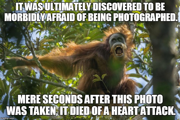 IT WAS ULTIMATELY DISCOVERED TO BE MORBIDLY AFRAID OF BEING PHOTOGRAPHED. MERE SECONDS AFTER THIS PHOTO WAS TAKEN, IT DIED OF A HEART ATTACK | made w/ Imgflip meme maker