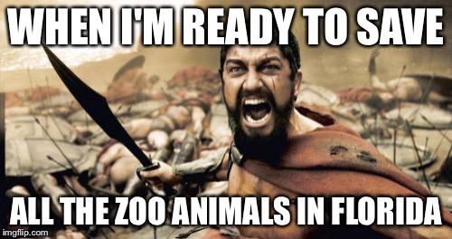 Sparta Leonidas Meme | WHEN I'M READY TO SAVE; ALL THE ZOO ANIMALS IN FLORIDA | image tagged in memes,sparta leonidas | made w/ Imgflip meme maker