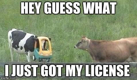 Stupid Cow | HEY GUESS WHAT; I JUST GOT MY LICENSE | image tagged in stupid cow | made w/ Imgflip meme maker