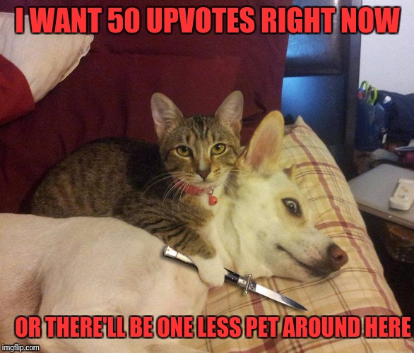 cat, dog & knife | I WANT 50 UPVOTES RIGHT NOW; OR THERE'LL BE ONE LESS PET AROUND HERE | image tagged in cat dog & knife | made w/ Imgflip meme maker