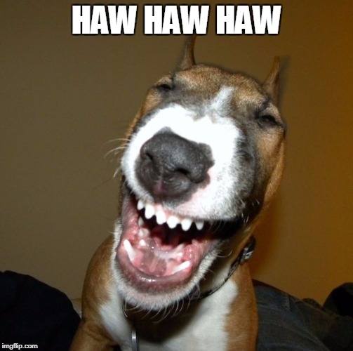 laughing dog | HAW HAW HAW | image tagged in laughing dog | made w/ Imgflip meme maker