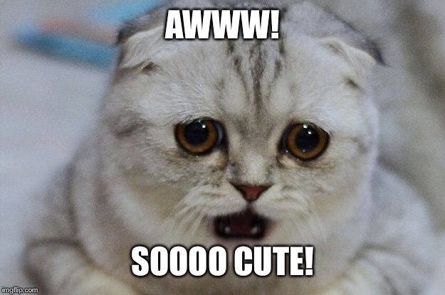 AWWW! SOOOO CUTE! | made w/ Imgflip meme maker