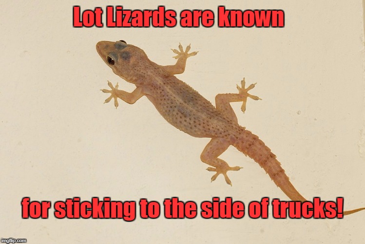 Lot Lizards are known for sticking to the side of trucks! | made w/ Imgflip meme maker