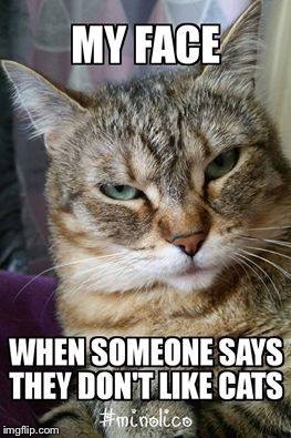 Luv cats | image tagged in cats | made w/ Imgflip meme maker