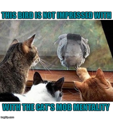 THIS BIRD IS NOT IMPRESSED WITH WITH THE CAT'S MOB MENTALITY | made w/ Imgflip meme maker