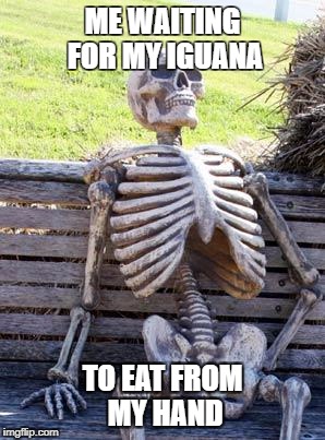 Waiting Skeleton Meme | ME WAITING FOR MY IGUANA; TO EAT FROM MY HAND | image tagged in memes,waiting skeleton | made w/ Imgflip meme maker