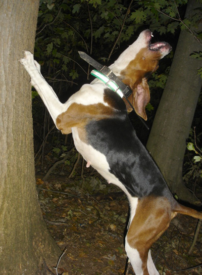 Treeing coonhound Blank Meme Template
