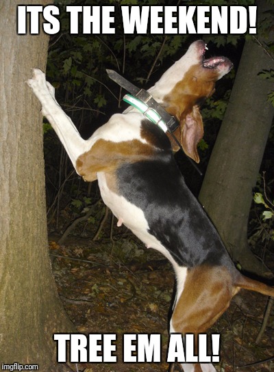 Treeing coonhound | ITS THE WEEKEND! TREE EM ALL! | image tagged in treeing coonhound,raccoon,hunting,rocket raccoon,night,sexy | made w/ Imgflip meme maker