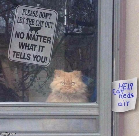 the cat needs air let him out | image tagged in memes,funny | made w/ Imgflip meme maker