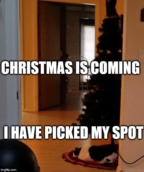 Christmas is Coming | CHRISTMAS IS COMING; I HAVE PICKED MY SPOT | image tagged in chrismas is coming,funny cat memes | made w/ Imgflip meme maker